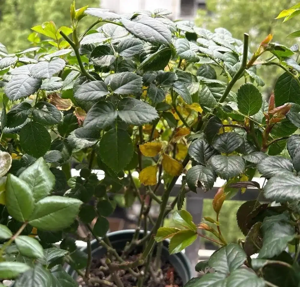 玫瑰黃葉別慌!老花匠親授「3招急救術」,7天止黃,新芽蹭蹭冒