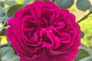 玫瑰黃葉別慌！老花匠親授「3招急救術」，7天止黃，新芽蹭蹭冒