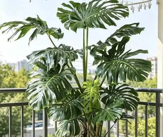 別再把它當「林下草」養了!龜背芋「滿盆」的核心秘密,我今天全交代