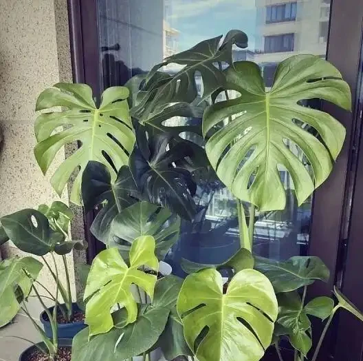 別再把它當「林下草」養了!龜背芋「滿盆」的核心秘密,我今天全交代