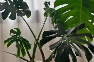 別再把它當「林下草」養了！龜背芋「滿盆」的核心秘密，我今天全交代