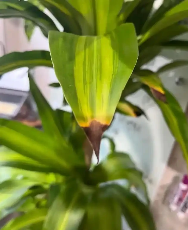 三點自測法