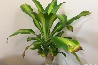 葉尖焦了別急著澆水！我排查3年，兇手往往是它