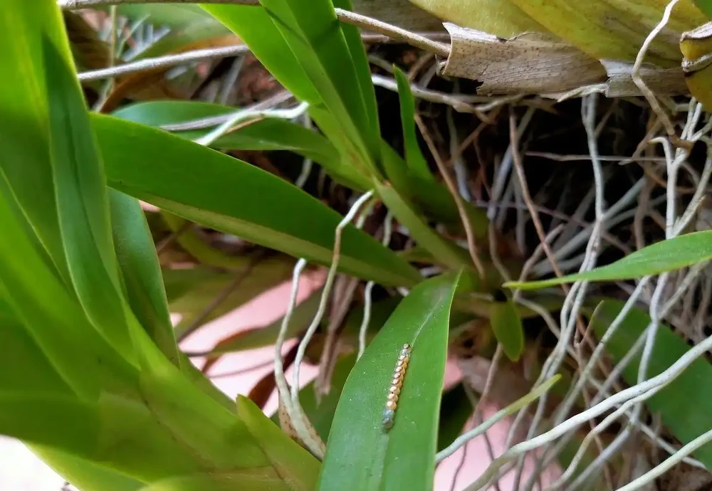 鳳尾竹總黃葉?喂點「肥水」滿盆快