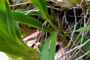 鳳尾竹總黃葉？喂點「肥水」滿盆快