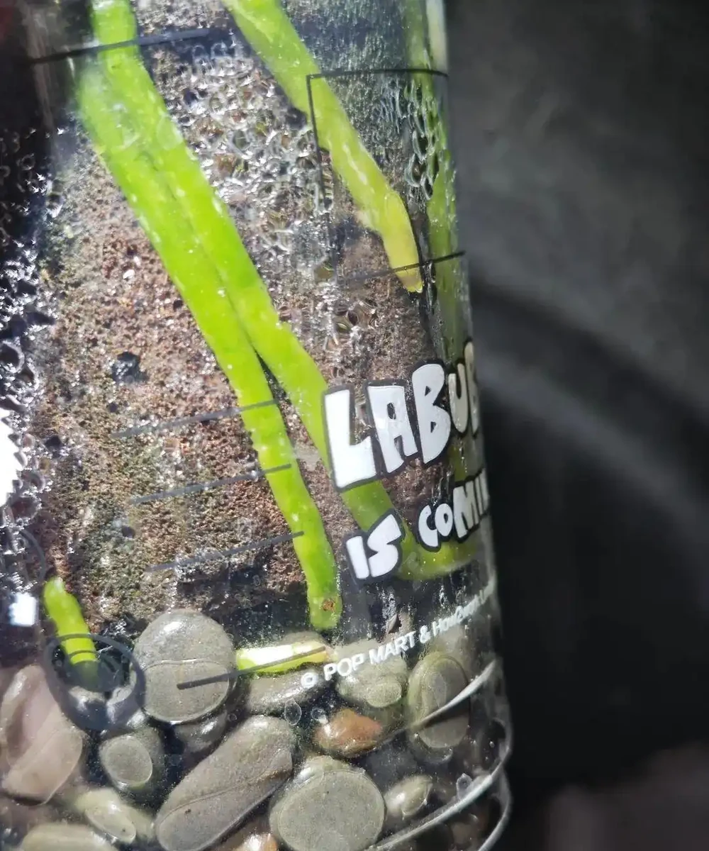 新手慎入!蝴蝶蘭悶養全攻略:省心與翻車只差一步