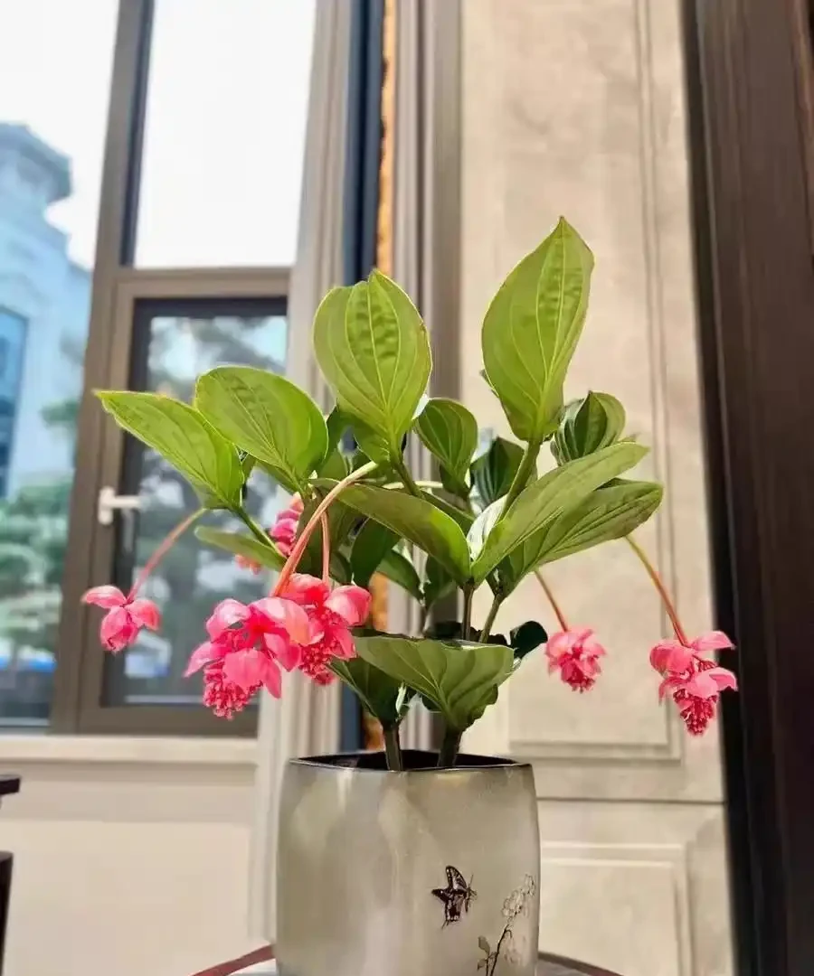客廳光照不好反而好!養這6種「陰生花」,少曬長得旺,多曬死得快