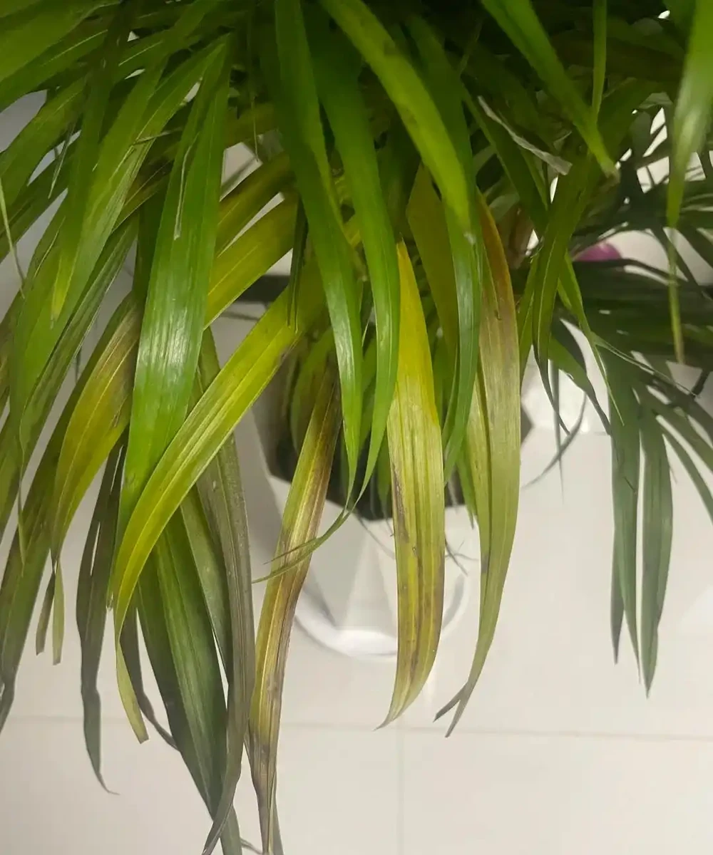 客廳光照不好反而好!養這6種「陰生花」,少曬長得旺,多曬死得快