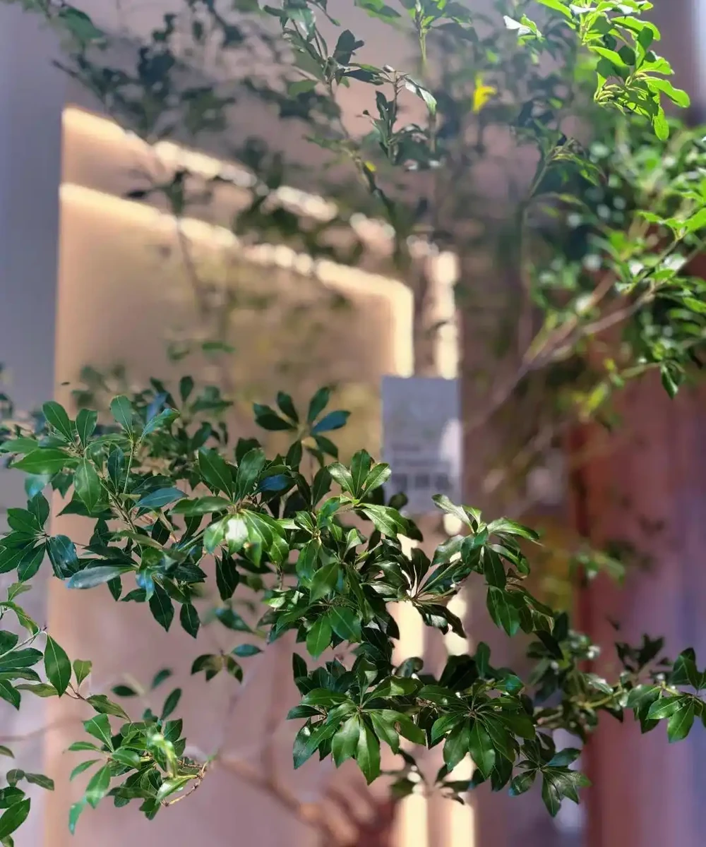 客廳光照不好反而好!養這6種「陰生花」,少曬長得旺,多曬死得快