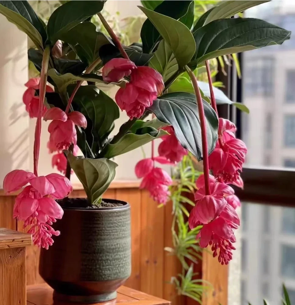 客廳光照不好反而好!養這6種「陰生花」,少曬長得旺,多曬死得快