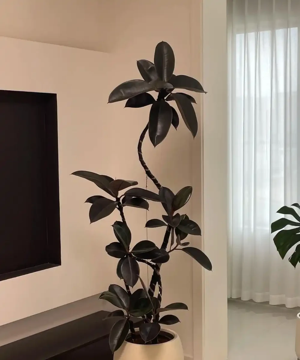 客廳光照不好反而好!養這6種「陰生花」,少曬長得旺,多曬死得快