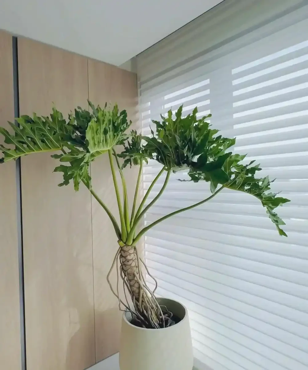 客廳光照不好反而好!養這6種「陰生花」,少曬長得旺,多曬死得快