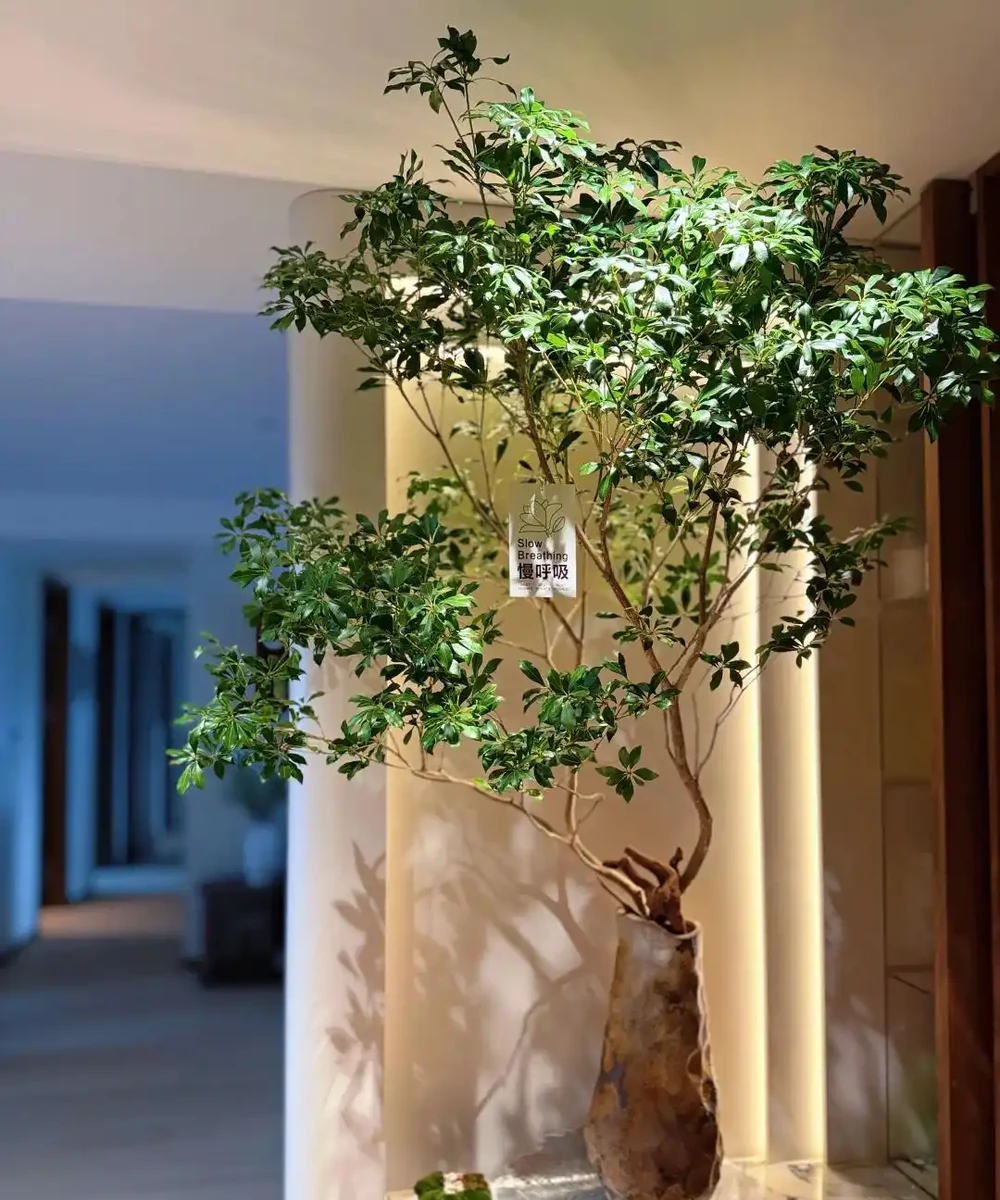 客廳光照不好反而好!養這6種「陰生花」,少曬長得旺,多曬死得快