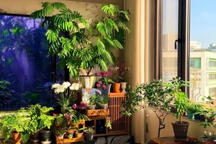 客廳光照不好反而好！養這6種「陰生花」，少曬長得旺，多曬死得快