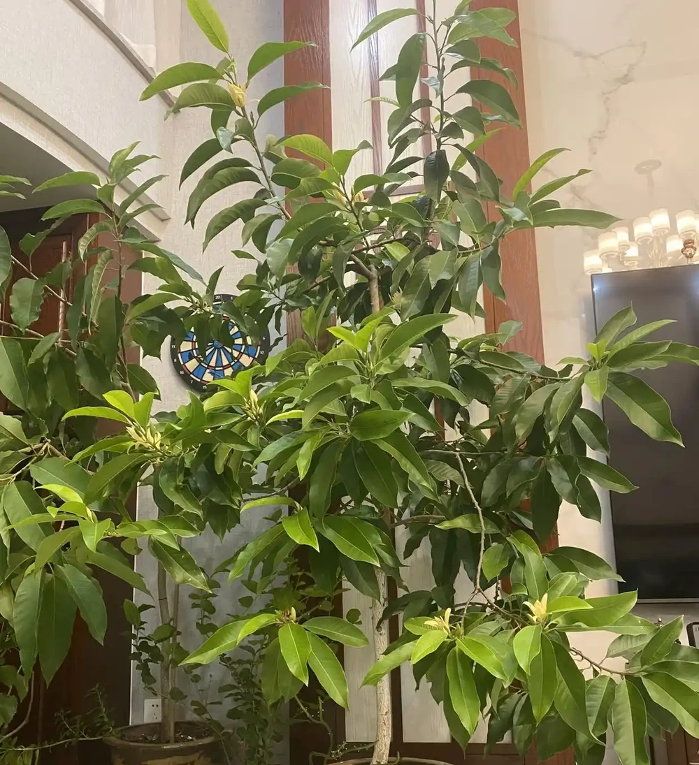 客廳別閒著！擺這 8 種 「大花美樹」，高階感瞬間拉滿