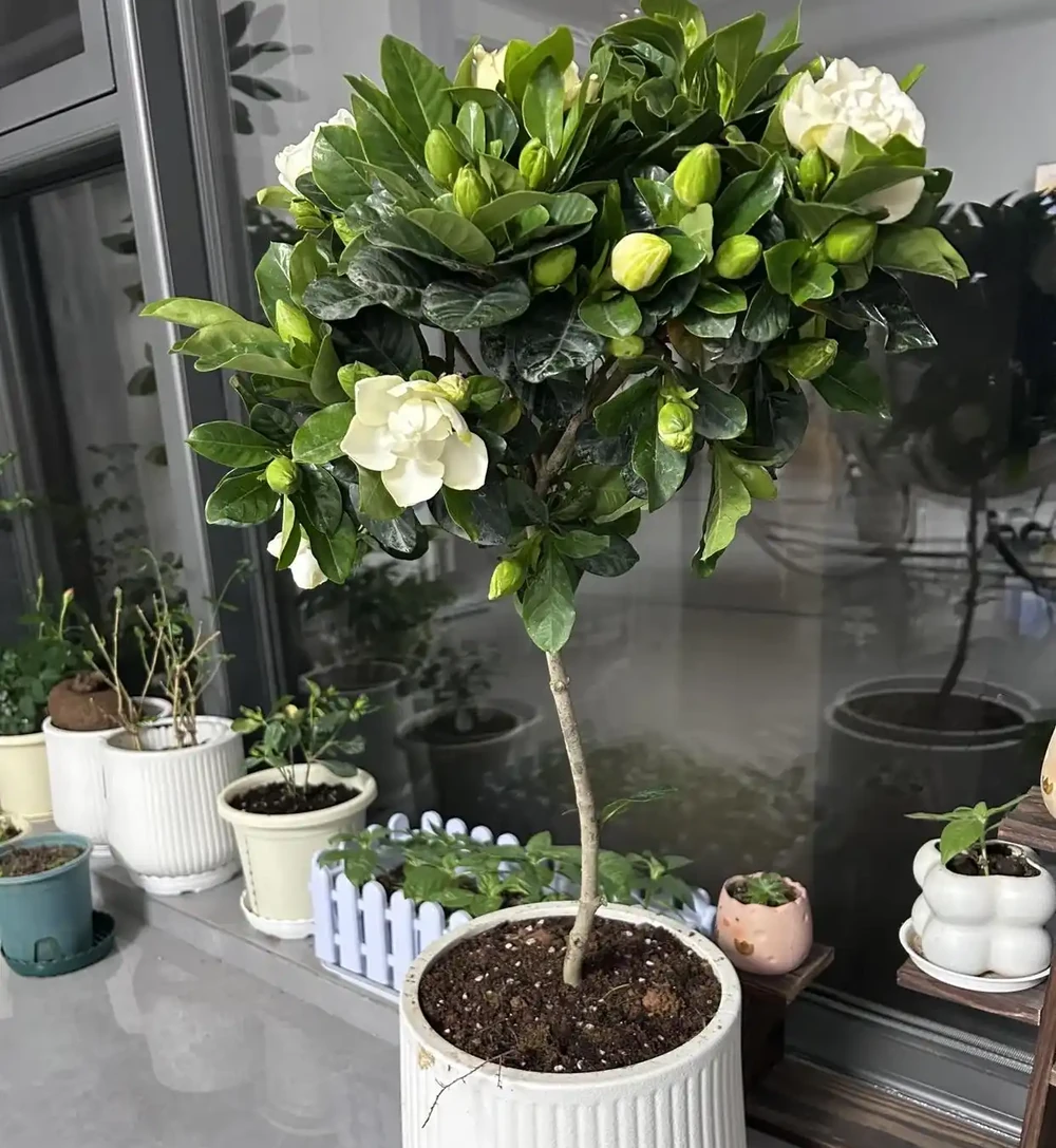 客廳別閒著！擺這 8 種 「大花美樹」，高階感瞬間拉滿