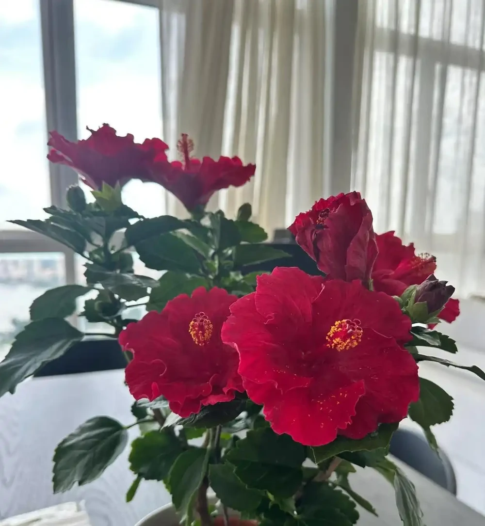 客廳別閒著！擺這 8 種 「大花美樹」，高階感瞬間拉滿