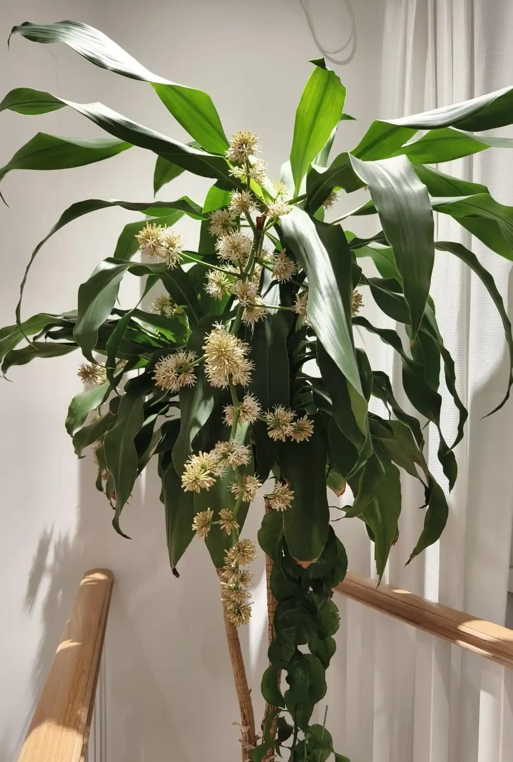 客廳別閒著！擺這 8 種 「大花美樹」，高階感瞬間拉滿