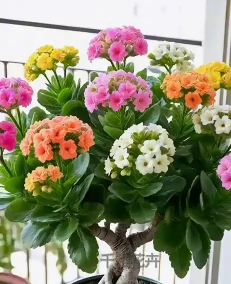 別再亂買臥室內植物了！這9種花夜間製氧，溫馨助眠，太值了
