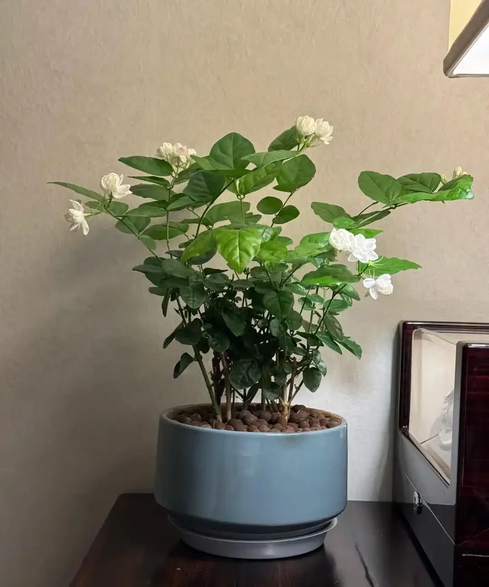 別再亂買臥室內植物了！這9種花夜間製氧，溫馨助眠，太值了