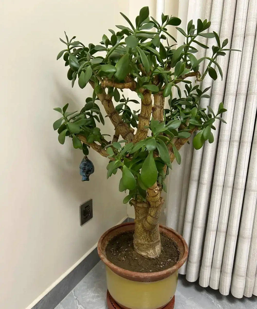 別再亂買臥室內植物了！這9種花夜間製氧，溫馨助眠，太值了
