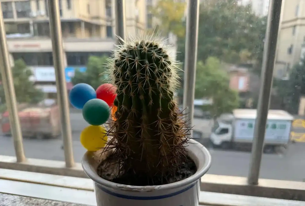 別再亂買臥室內植物了！這9種花夜間製氧，溫馨助眠，太值了