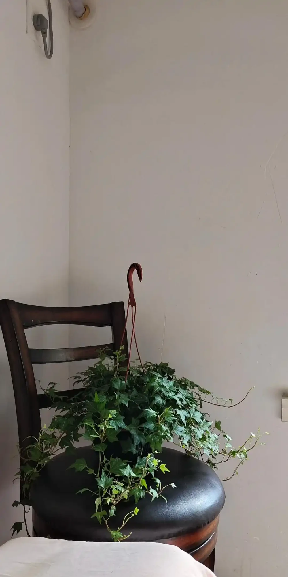 別再亂買臥室內植物了！這9種花夜間製氧，溫馨助眠，太值了