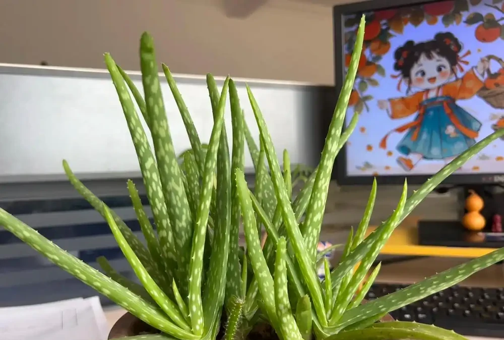 別再亂買臥室內植物了！這9種花夜間製氧，溫馨助眠，太值了