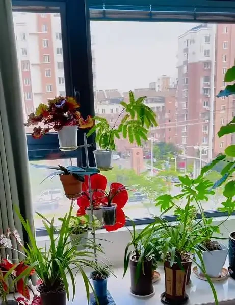 別再亂買臥室內植物了！這9種花夜間製氧，溫馨助眠，太值了