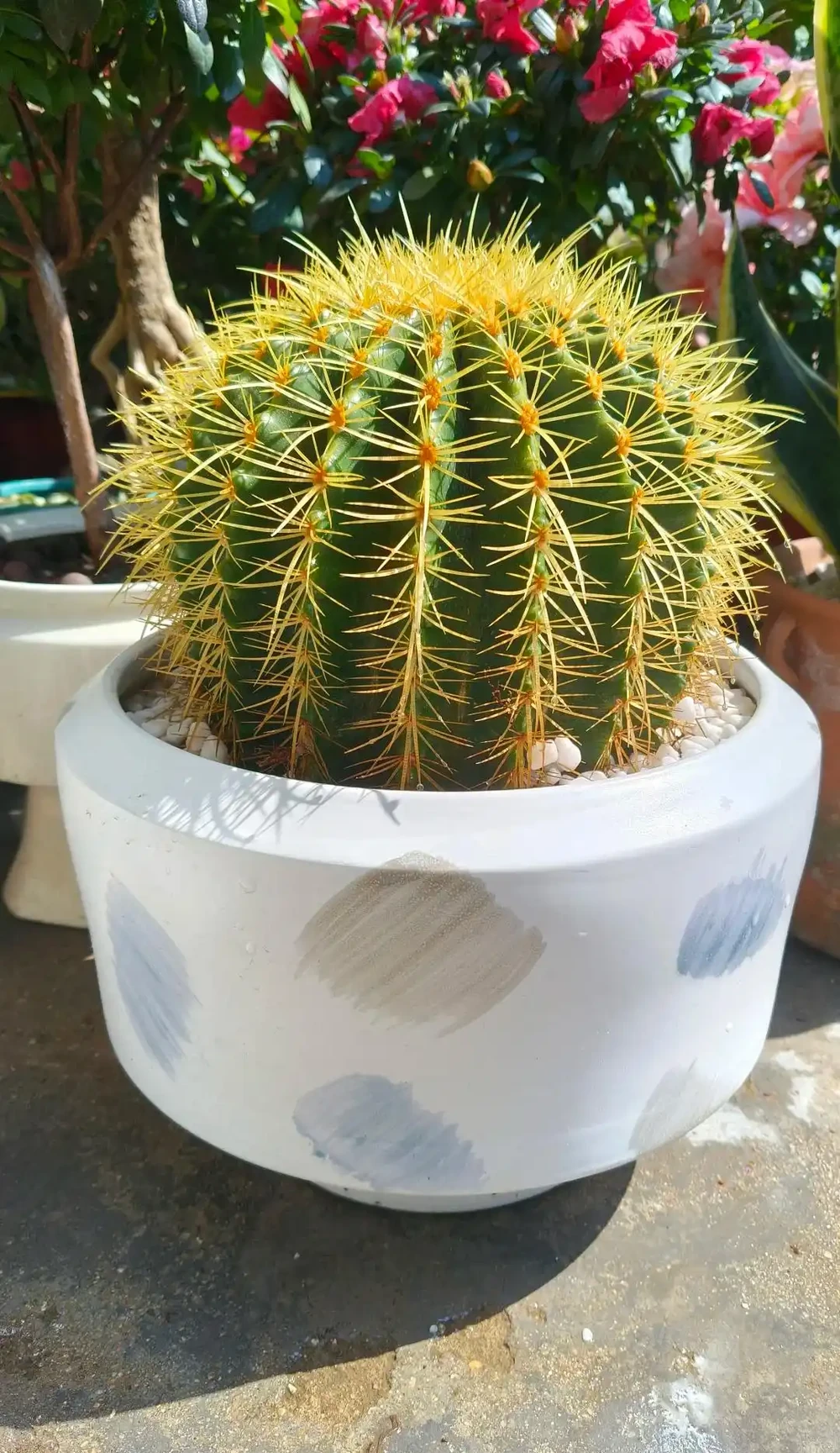 別再亂買臥室內植物了！這9種花夜間製氧，溫馨助眠，太值了