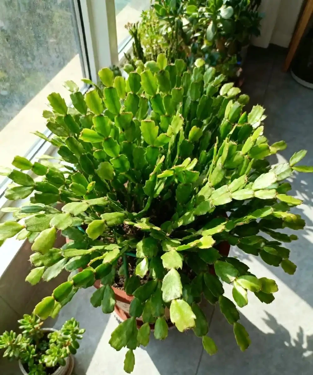 別再亂買臥室內植物了！這9種花夜間製氧，溫馨助眠，太值了