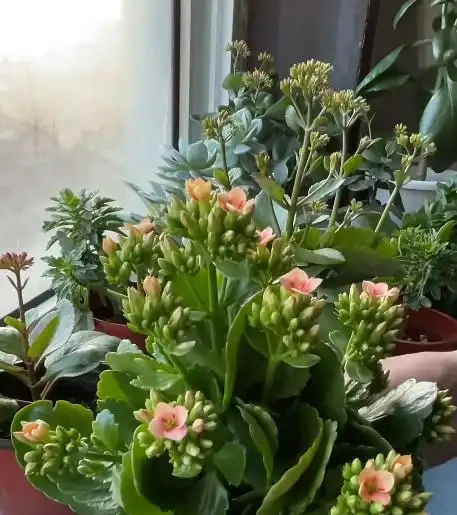 別再亂買臥室內植物了！這9種花夜間製氧，溫馨助眠，太值了