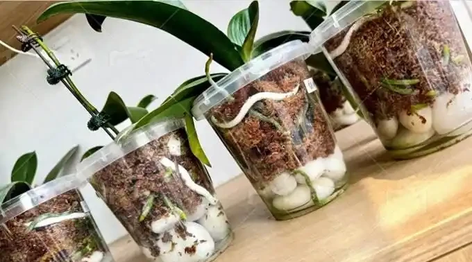 北京小哥用石頭養花,蝴蝶蘭根系瘋長,網友:這操作太野了
