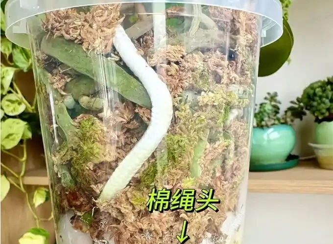 北京小哥用石頭養花,蝴蝶蘭根系瘋長,網友:這操作太野了
