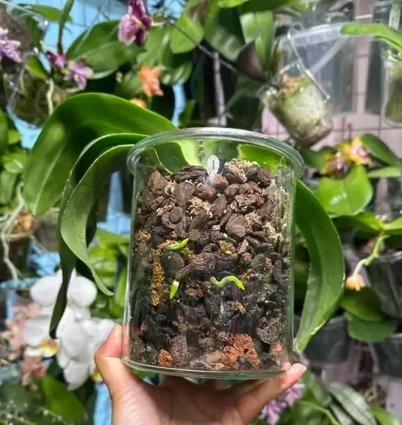 北京小哥用石頭養花,蝴蝶蘭根系瘋長,網友:這操作太野了