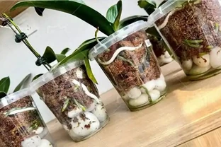 北京小哥用石頭養花，蝴蝶蘭根系瘋長，網友：這操作太野了