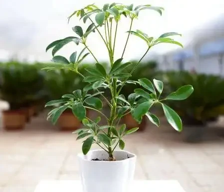 你家鴨腳木總是黃葉掉葉?別急著扔,學會這招,30天瘋狂冒新芽