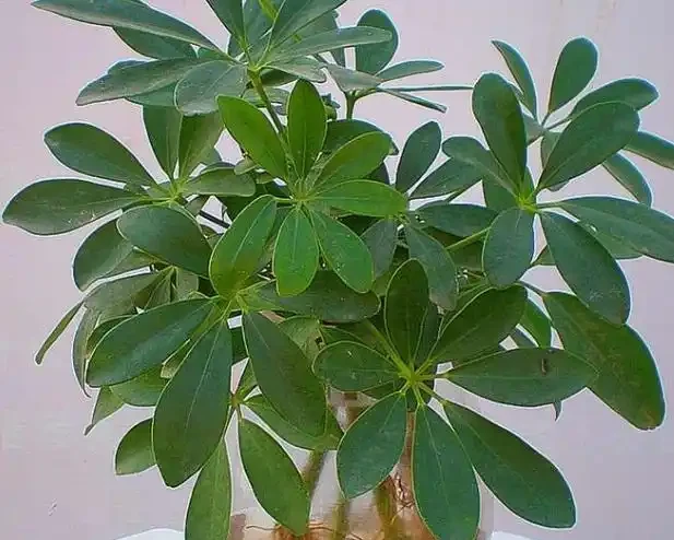 你家鴨腳木總是黃葉掉葉?別急著扔,學會這招,30天瘋狂冒新芽