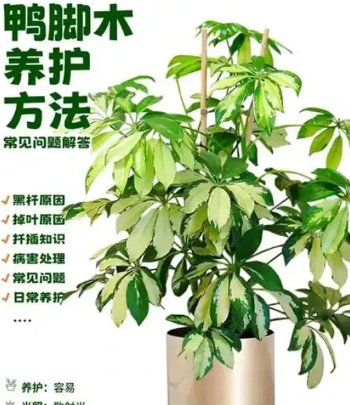你家鴨腳木總是黃葉掉葉?別急著扔,學會這招,30天瘋狂冒新芽