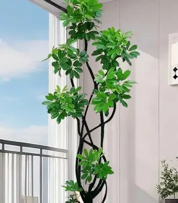 你家鴨腳木總是黃葉掉葉?別急著扔,學會這招,30天瘋狂冒新芽