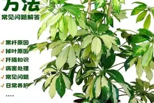 你家鴨腳木總是黃葉掉葉？別急著扔，學會這招，30天瘋狂冒新芽