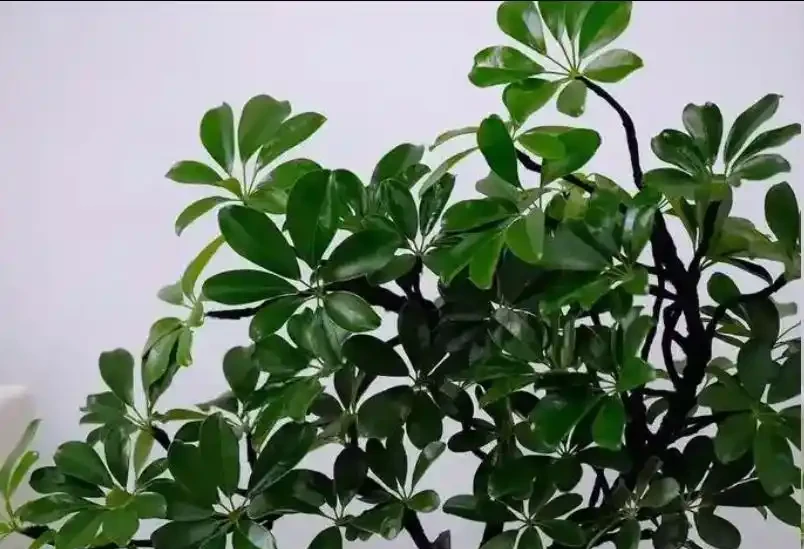 5月鴨腳木瘋狂掉葉？這樣救立馬止掉，夏天綠油油養滿盆！