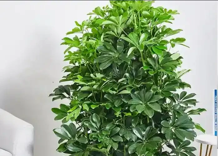 5月鴨腳木瘋狂掉葉？這樣救立馬止掉，夏天綠油油養滿盆！