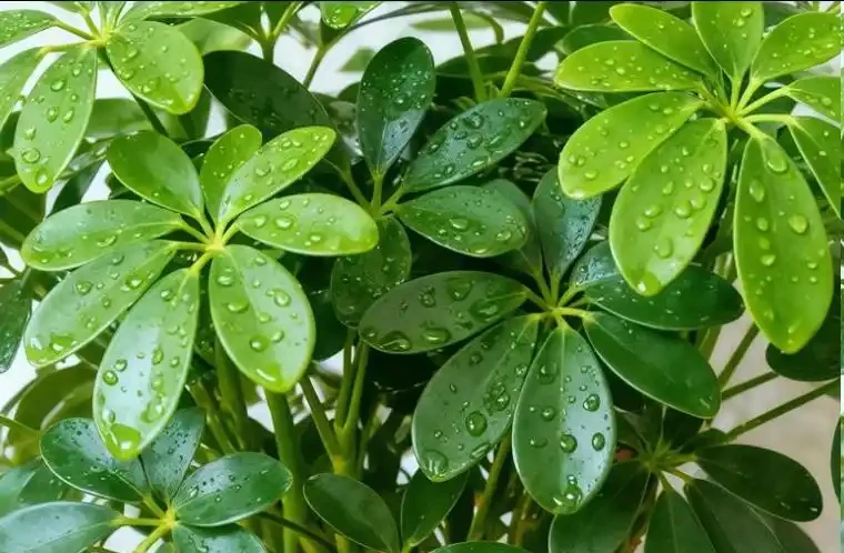 5月鴨腳木瘋狂掉葉？這樣救立馬止掉，夏天綠油油養滿盆！