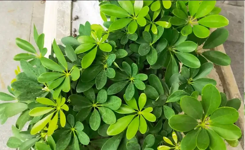 5月鴨腳木瘋狂掉葉？這樣救立馬止掉，夏天綠油油養滿盆！