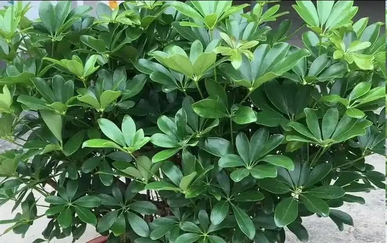5月鴨腳木瘋狂掉葉？這樣救立馬止掉，夏天綠油油養滿盆！