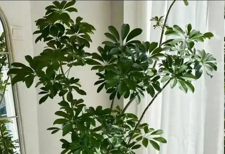 5月鴨腳木瘋狂掉葉？這樣救立馬止掉，夏天綠油油養滿盆！