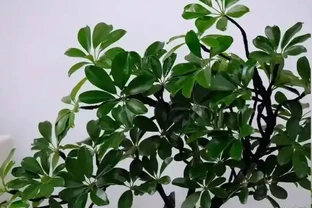 5月鴨腳木瘋狂掉葉？這樣救立馬止掉，夏天綠油油養滿盆！