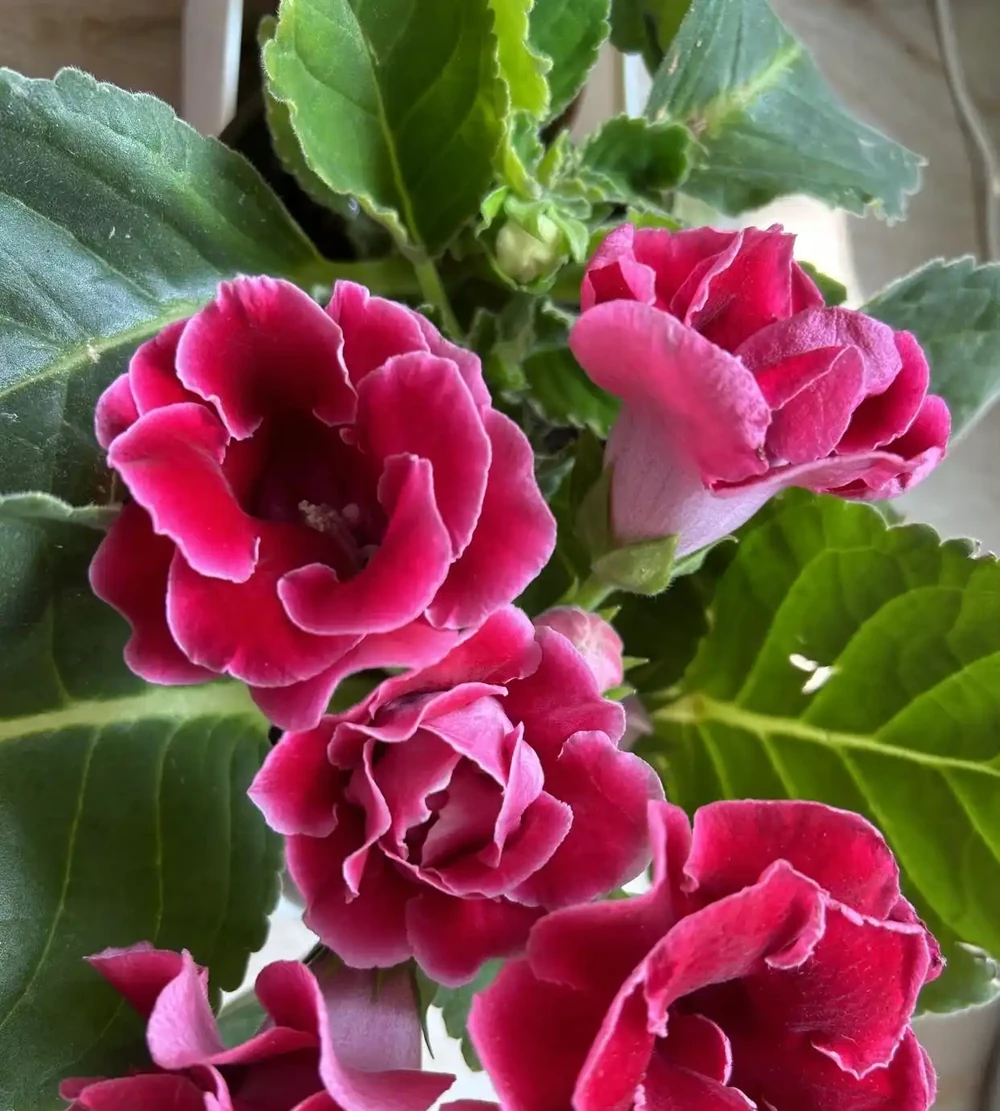 最適合陽臺養的十種花,不怕悶、不怕陰,越陰越開花,一開小半年