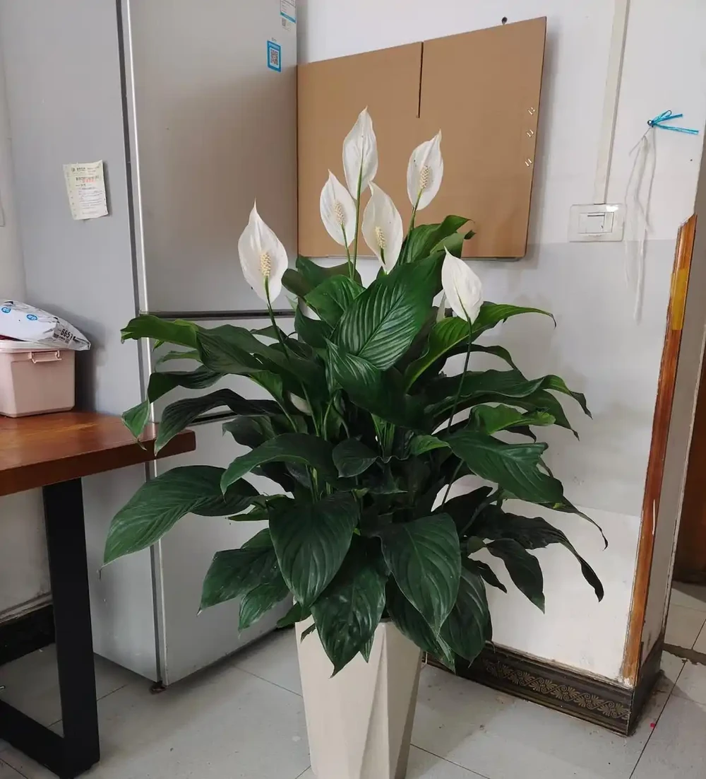 最適合陽臺養的十種花,不怕悶、不怕陰,越陰越開花,一開小半年
